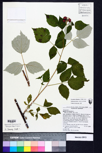 Rubus occidentalis image