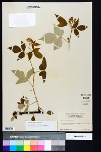 Rubus occidentalis image