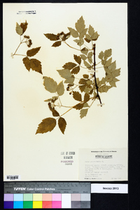 Rubus occidentalis image