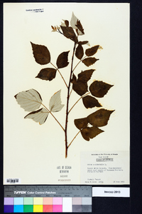 Rubus occidentalis image