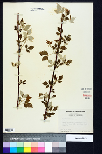 Rubus occidentalis image