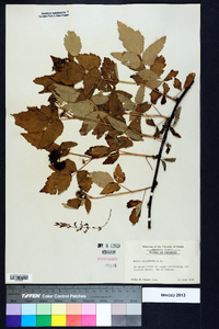 Rubus occidentalis image