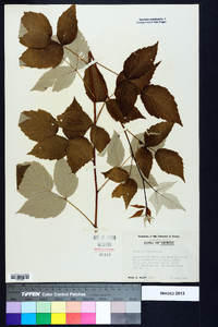 Rubus occidentalis image