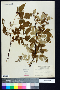 Rubus occidentalis image