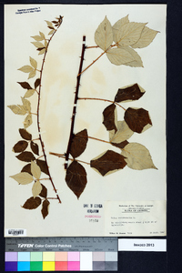 Rubus occidentalis image