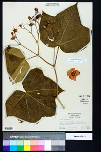 Rubus odoratus image