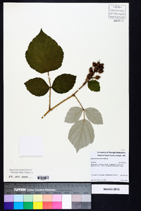 Rubus phoenicolasius image