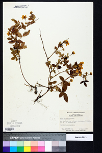 Rubus trivialis image