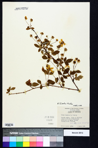 Rubus trivialis image