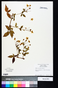 Rubus trivialis image