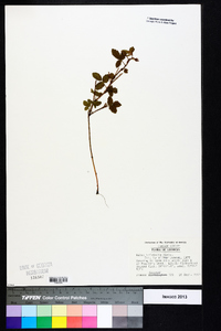 Rubus trivialis image