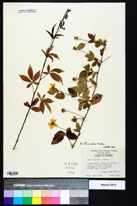 Rubus trivialis image