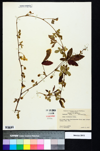 Rubus trivialis image