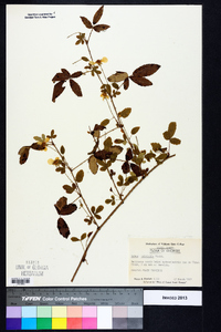 Rubus trivialis image