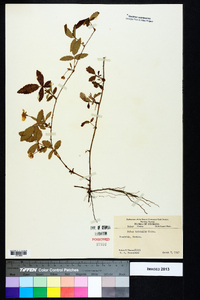 Rubus trivialis image