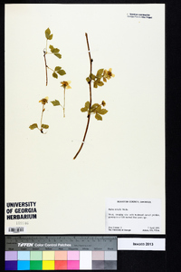 Rubus trivialis image