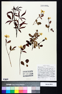 Rubus trivialis image