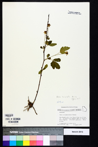 Rubus trivialis image