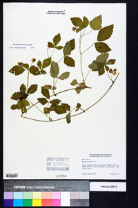 Rubus trivialis image