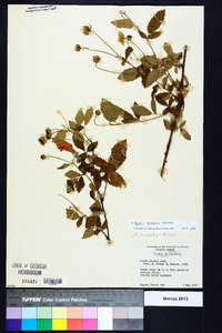 Rubus trivialis image