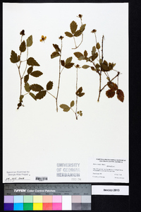 Rubus trivialis image