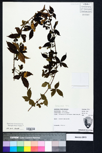 Rubus trivialis image