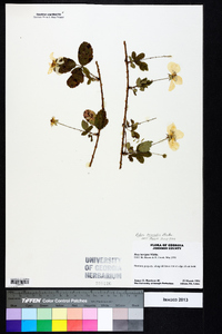 Rubus trivialis image