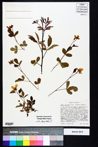 Rubus trivialis image