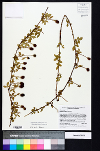 Rubus trivialis image