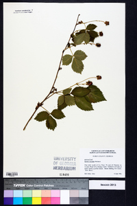 Rubus trivialis image