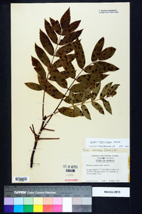 Sorbus americana image