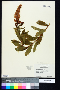 Spiraea salicifolia image