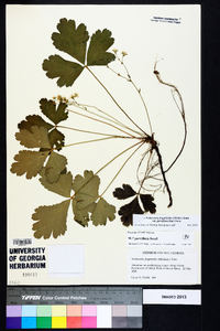 Waldsteinia fragarioides image