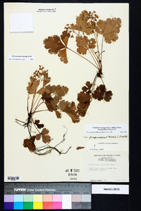 Waldsteinia fragarioides image