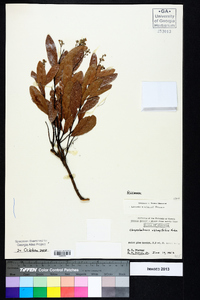 Licania michauxii image