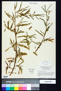 Aeschynomene indica image