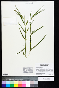 Aeschynomene indica image