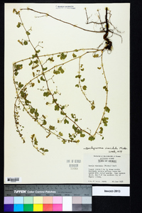 Aeschynomene viscidula image