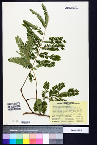 Albizia julibrissin image