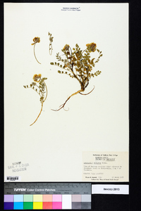 Astragalus villosus image