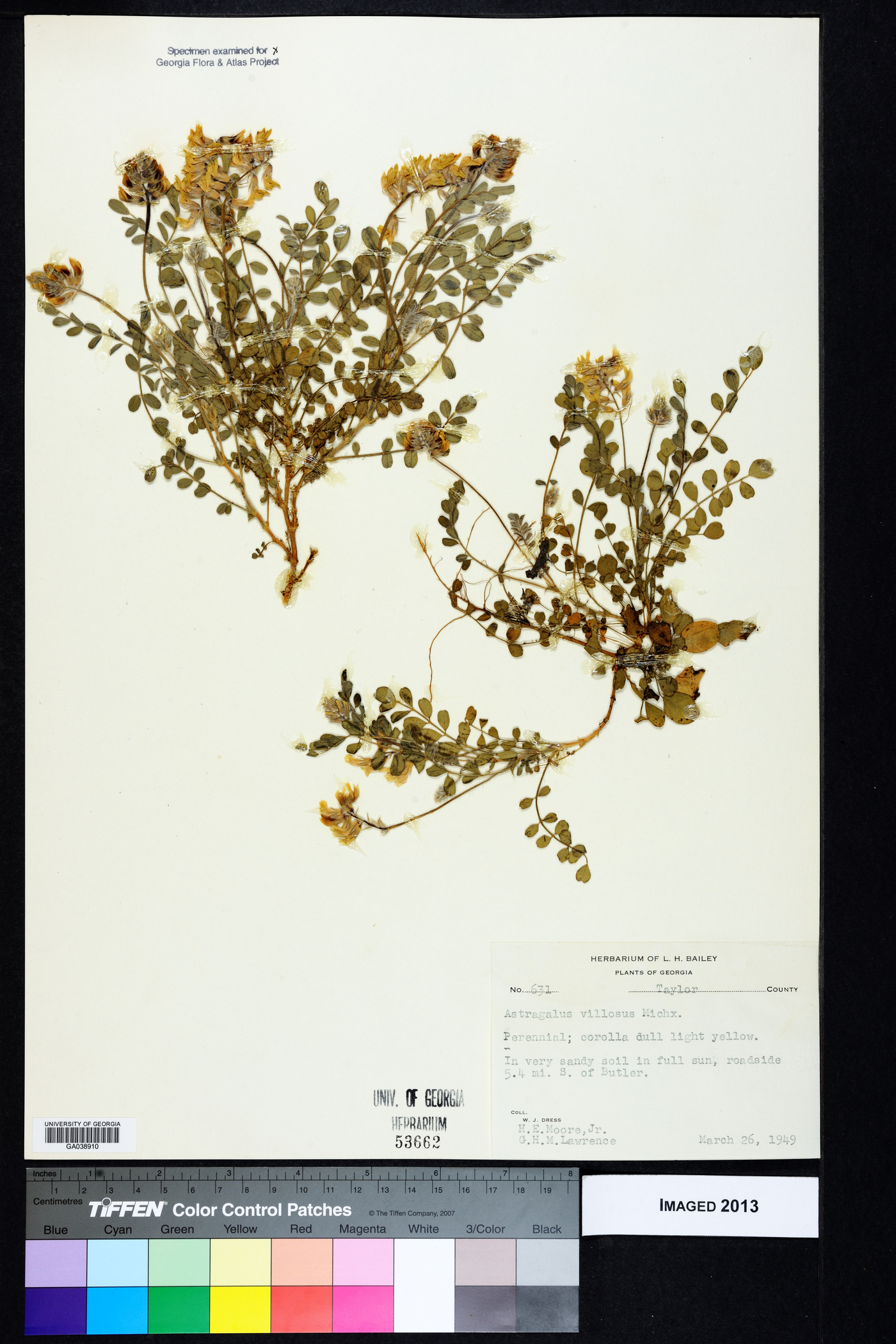 Astragalus villosus image