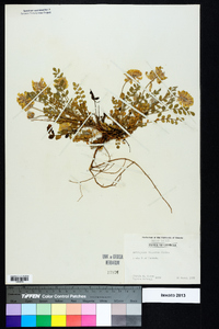 Astragalus villosus image