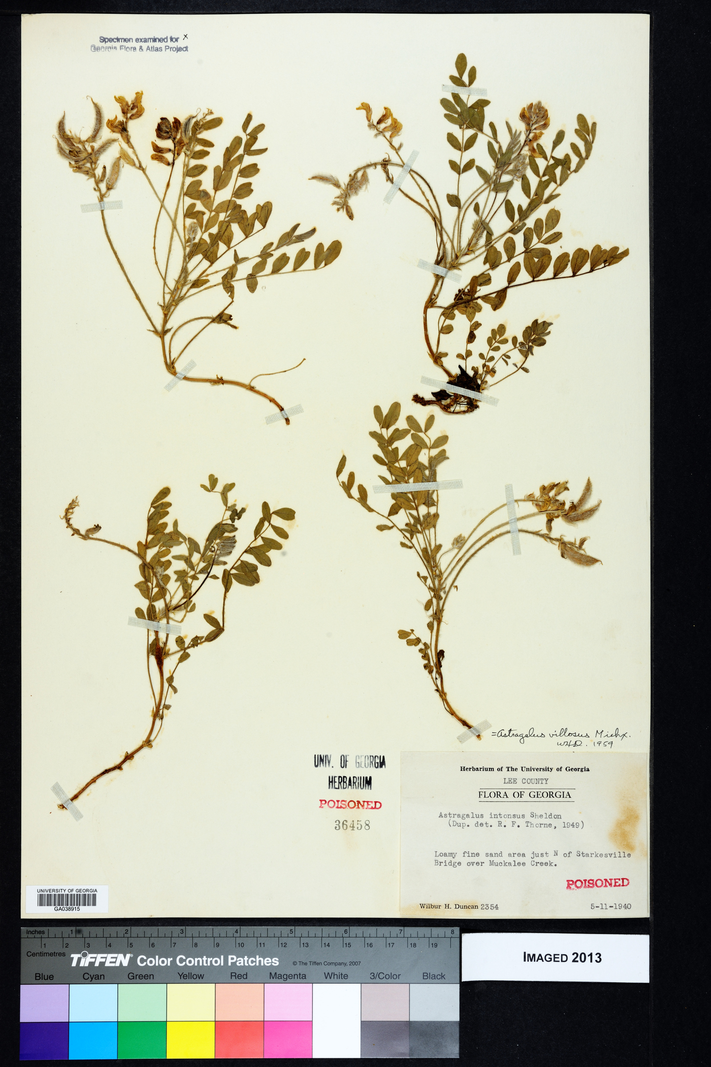 Astragalus villosus image