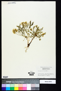 Astragalus villosus image