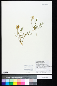 Astragalus villosus image