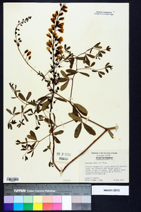 Baptisia alba image