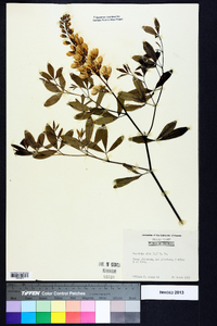 Baptisia alba image