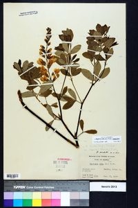 Baptisia alba image