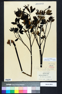 Baptisia alba image
