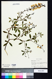 Baptisia alba image